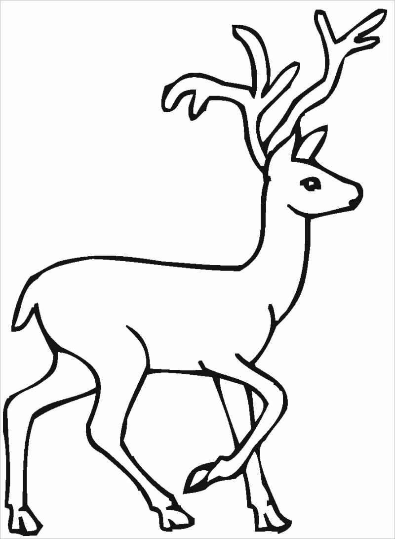 Sáng tạo rực rỡ với tranh tô màu động vật trong rừng