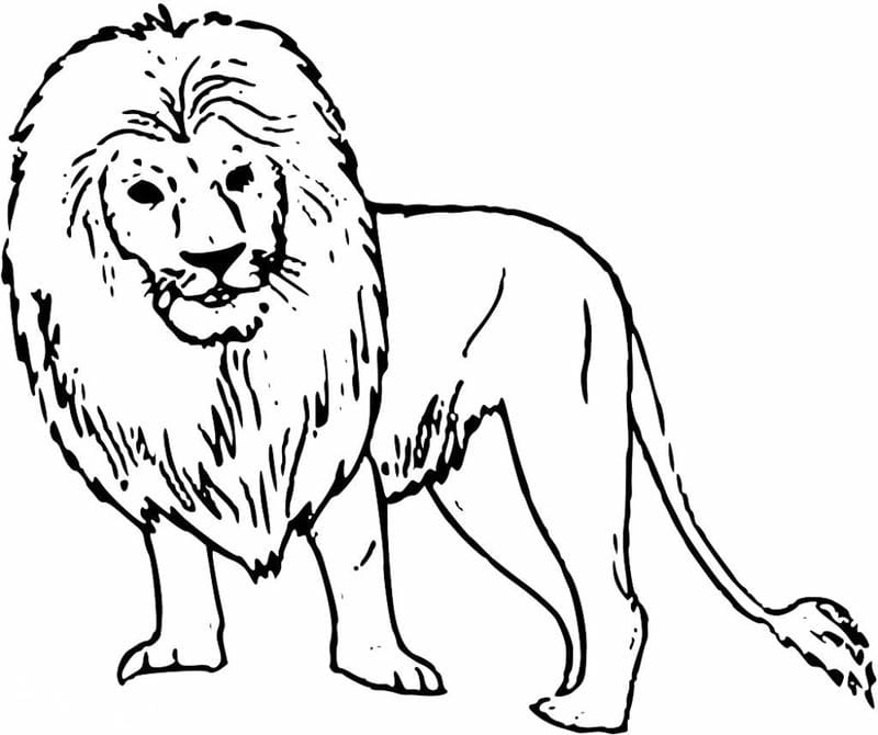 Tự do sáng tạo cùng tranh tô màu động vật hoang dã