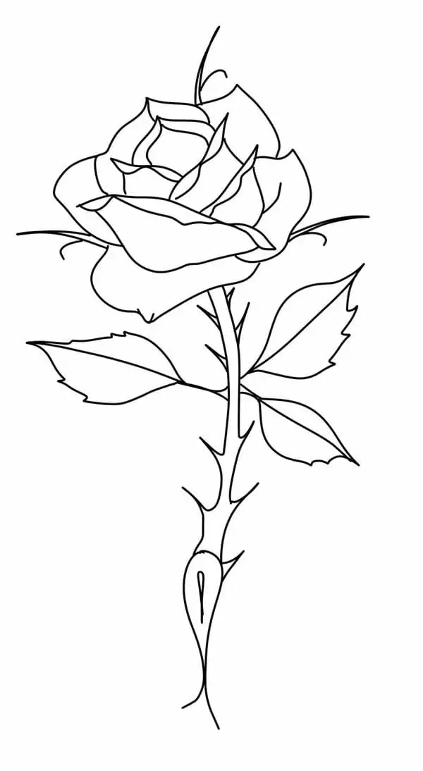 Tự học cách vẽ hoa hồng đơn giản nhất bằng bút chì
