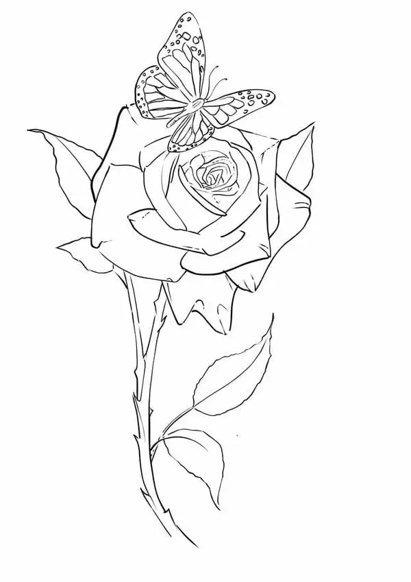 Chi tiết cách vẽ cánh hoa hồng đúng tỉ lệ