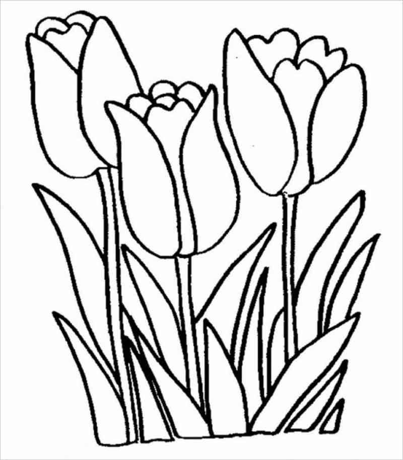 Trải nghiệm bộ tranh số hóa hoa tulip sống động nghệ thuật