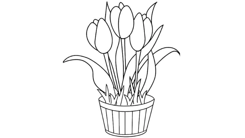 Khơi nguồn sáng tạo cùng các mẫu tulip vẽ đơn giản