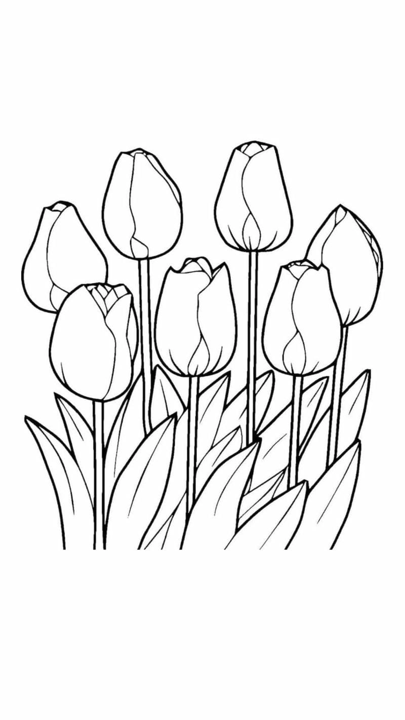 Tuyển chọn tulip đẹp tranh tô màu hoa tulip cho bé sáng tạo
