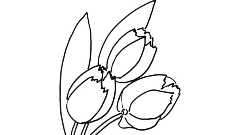 Tranh tô màu hoa tulip cho bé vẽ vẽ hoa tulip đẹp