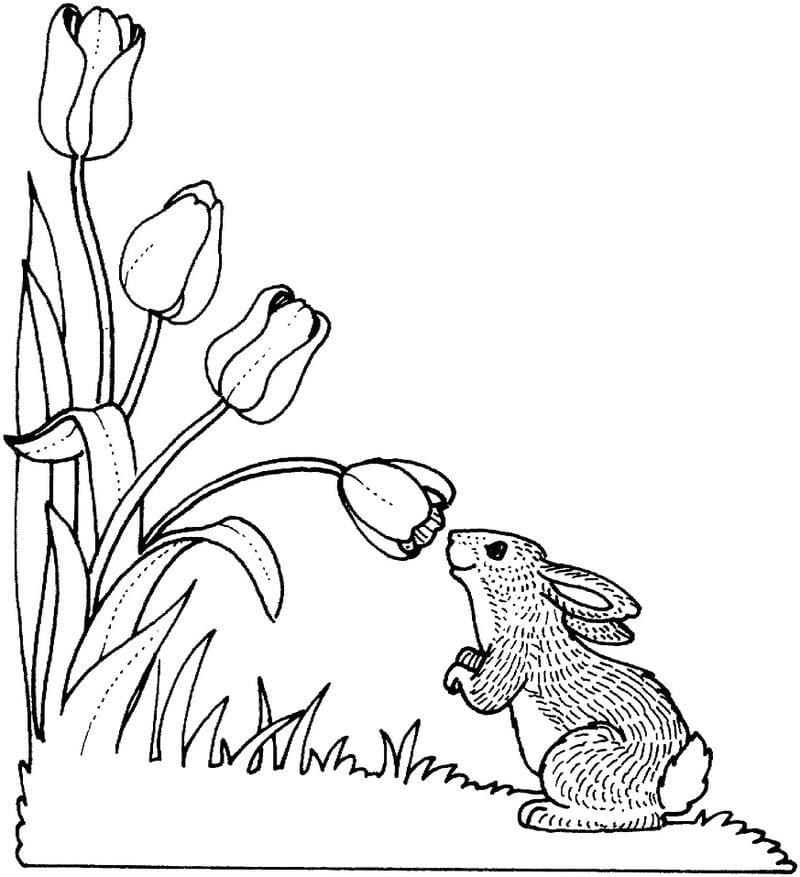 Tham khảo bộ sưu tập hoa tulip tranh vẽ đơn giản đẹp