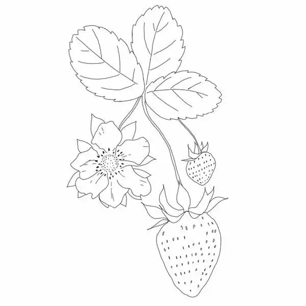 Nhiều mẫu trái dâu tô màu cho bé tập tô