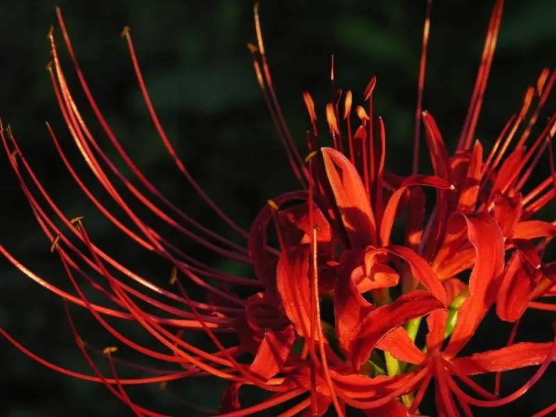 Bộ sưu tập ảnh avatar hoa bỉ ngạn đẹp và ý nghĩa nhất