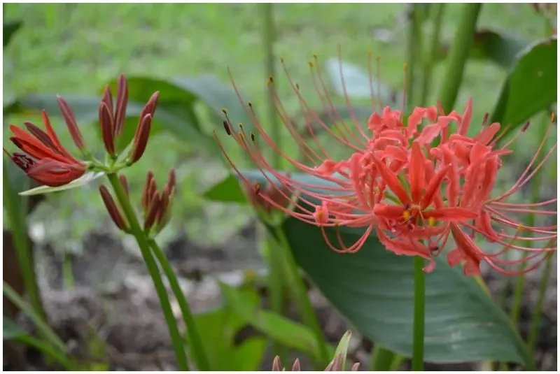 Khám phá ý nghĩa hoa bỉ ngạn qua ảnh avatar huyền bí