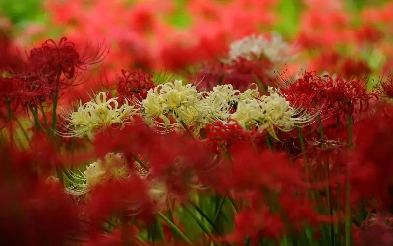 Đắm chìm trong truyện hoa bỉ ngạn và hình ảnh avatar độc đáo