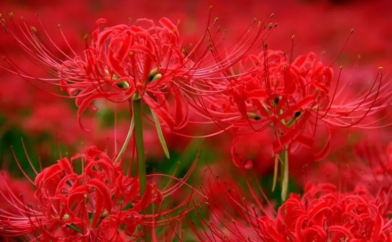 Tải ngay hình nền hoa bỉ ngạn đẹp lung linh làm avatar