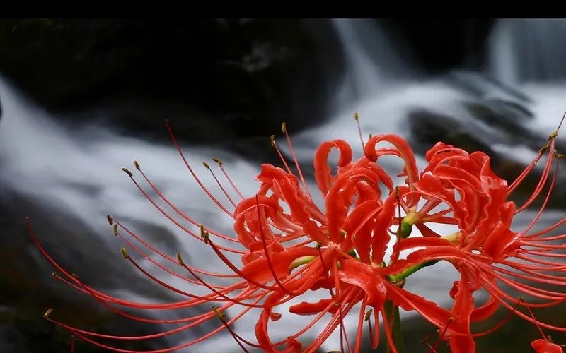 Tổng hợp avatar hoa bỉ ngạn đẹp mang thần thái cuốn hút