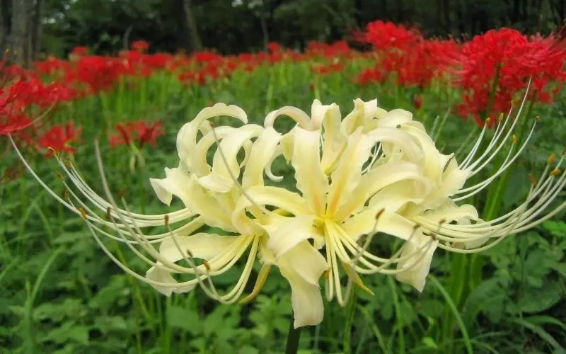 Khám phá ảnh hoa bỉ ngạn đẹp huyền bí làm avatar nổi bật