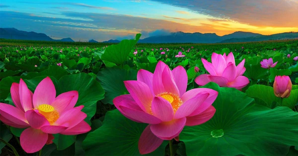 Avatar hoa sen là như thế nào?