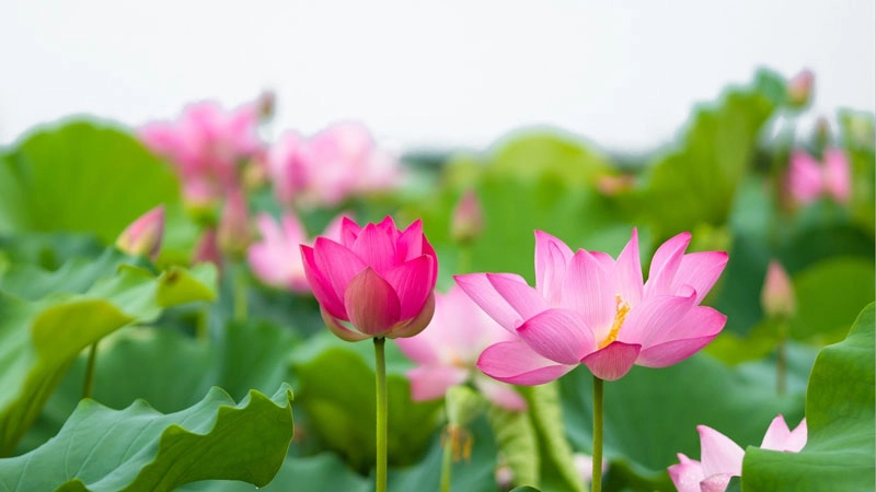 Khám phá avatar hoa sen phật giáo đẹp và ý nghĩa