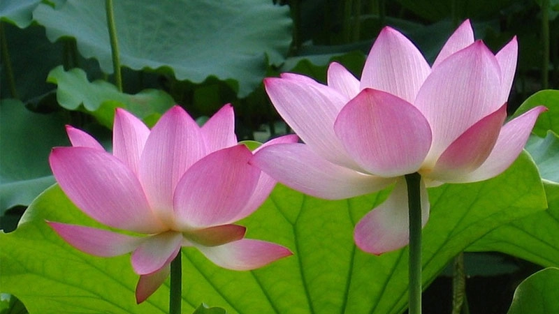 Trang trí điện thoại với hình nền avatar hoa sen