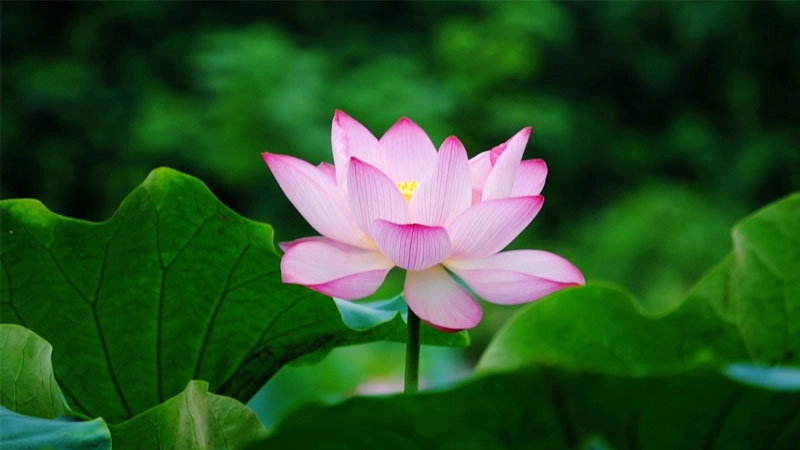 Trải nghiệm sống động với avatar hoa sen 3d