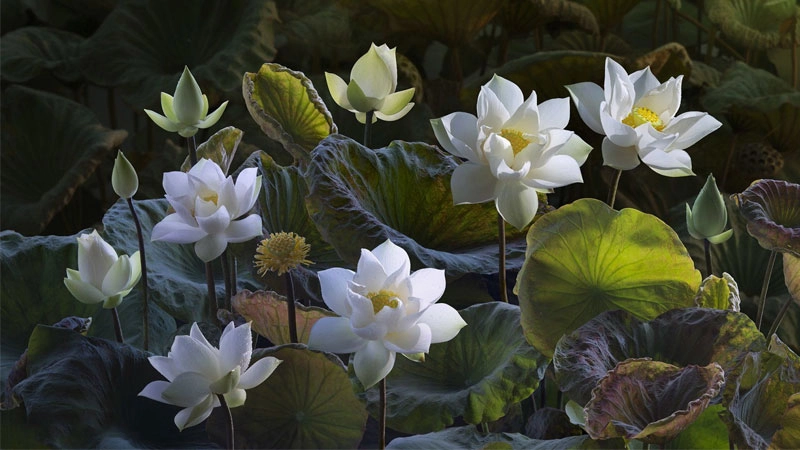 Tận hưởng bình yên cùng avatar hoa sen xanh