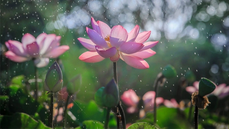 Cảm nhận thanh tịnh nhờ avatar hoa sen bồ tát