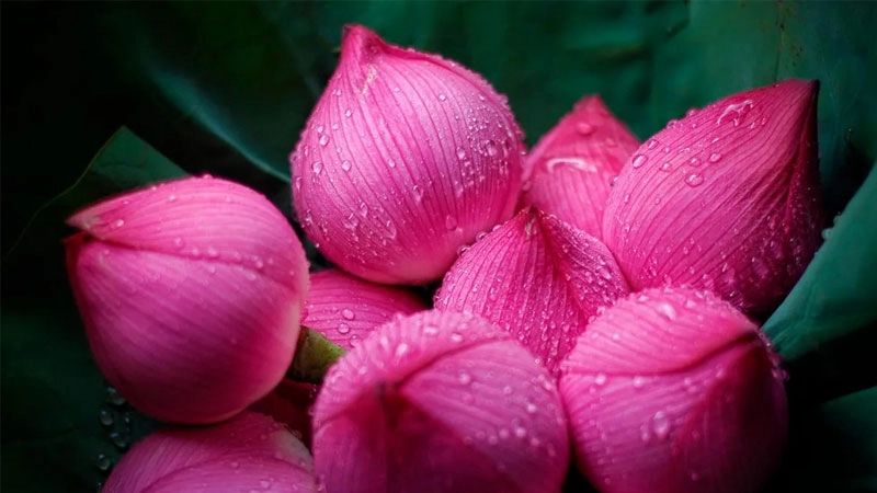 Chiêm ngưỡng vẻ đẹp non tơ của avatar hoa sen búp