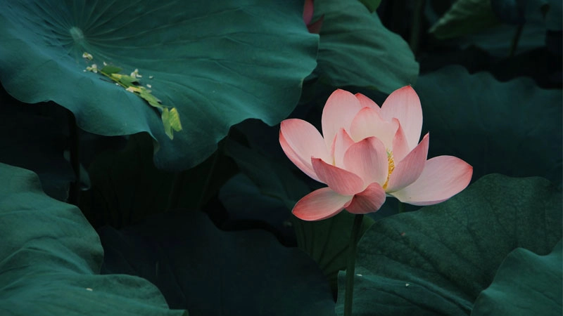 Tạo cảm xúc nhẹ nhàng với avatar hoa sen buồn