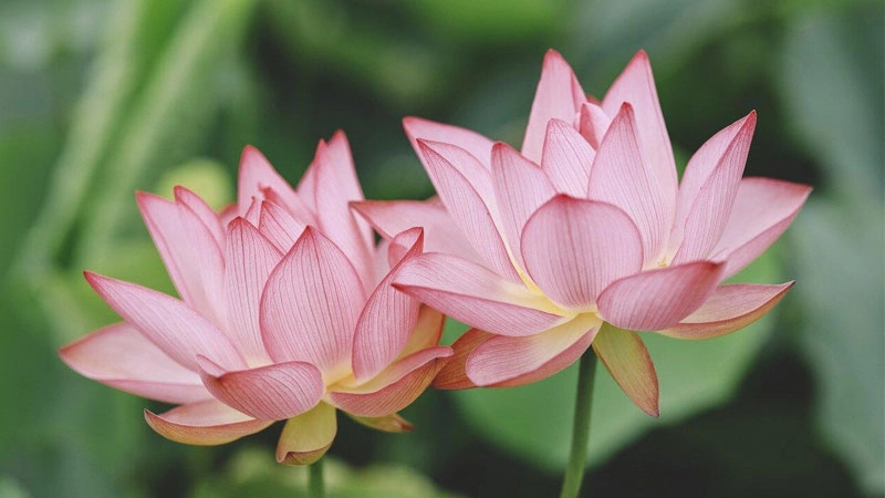 Thêm ngọt ngào với avatar hoa sen màu hồng