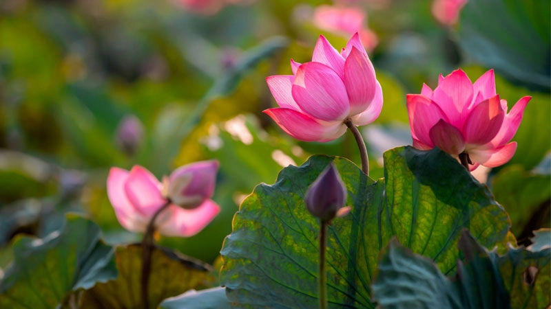 Sáng tạo cùng avatar hoa sen nghệ thuật độc đáo