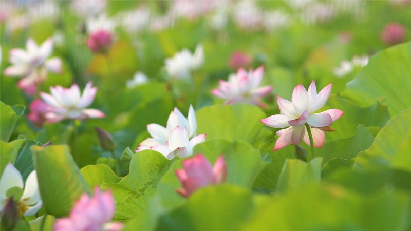 Hướng đến bình an với avatar hoa sen tĩnh tâm