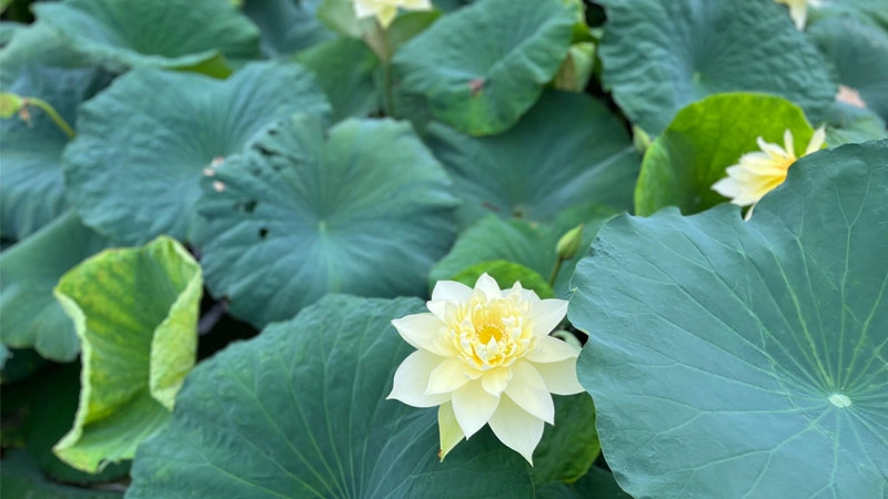 Gắn kết tâm linh nhờ avatar hoa sen phật