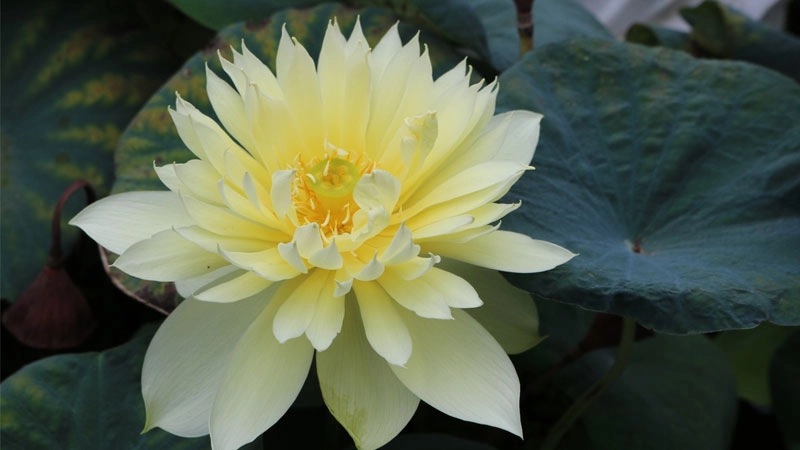 Thể hiện cảm xúc với avatar hoa sen tâm trạng