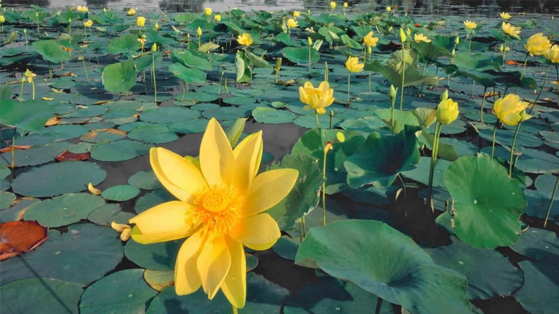 Tập trung tinh thần qua avatar hoa sen thiền