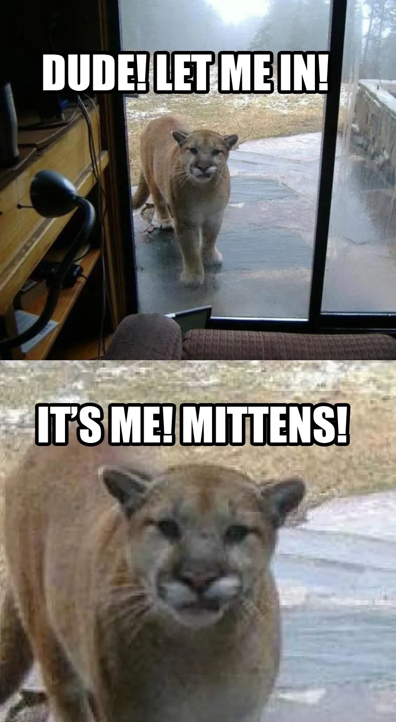 Trào lưu let me in let me out meme lan rộng