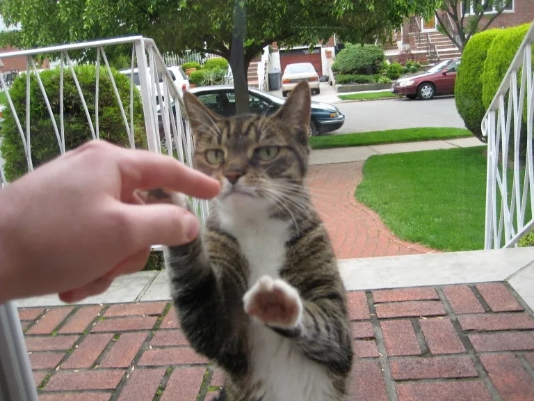 Let me in meme là như nào cực hài hước