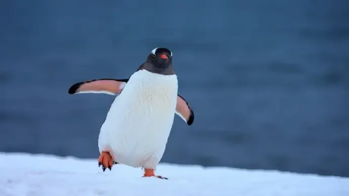 Kowalski analysis meme giúp bạn hiểu rõ penguin meme thú vị