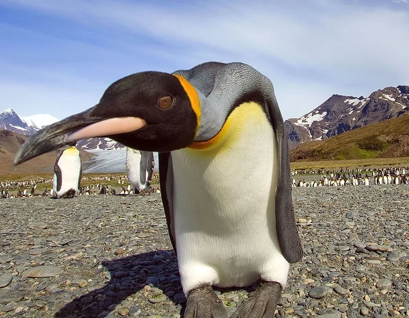 Club penguin meme gợi nhớ trò chơi và penguin meme hài hước