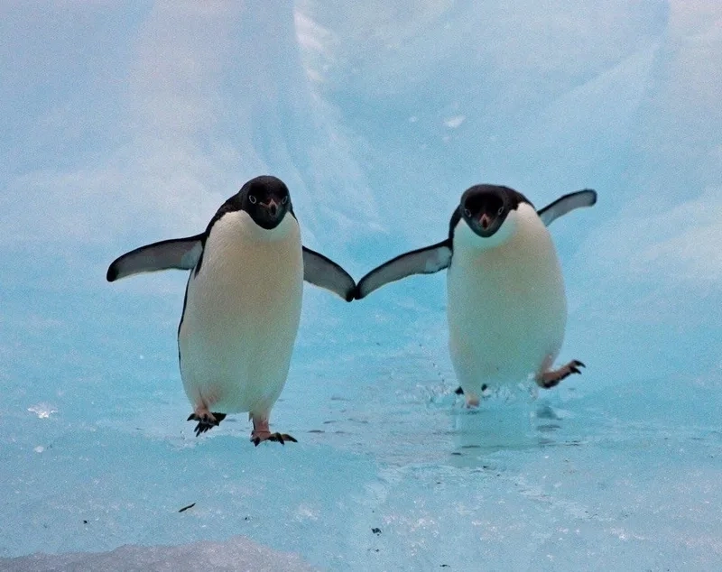 Sad penguin meme mang cảm xúc buồn nhưng vẫn là penguin meme đáng yêu