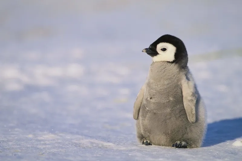 Dancing penguin meme khiến bạn cười thả ga cùng penguin meme
