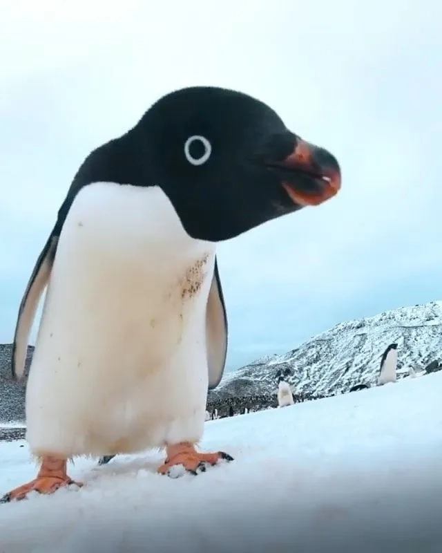 Penguin slapping penguin meme đầy bất ngờ và vui nhộn penguin meme