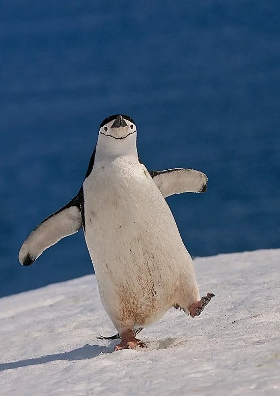Kowalski analysis meme biến mọi tình huống thành penguin meme hài