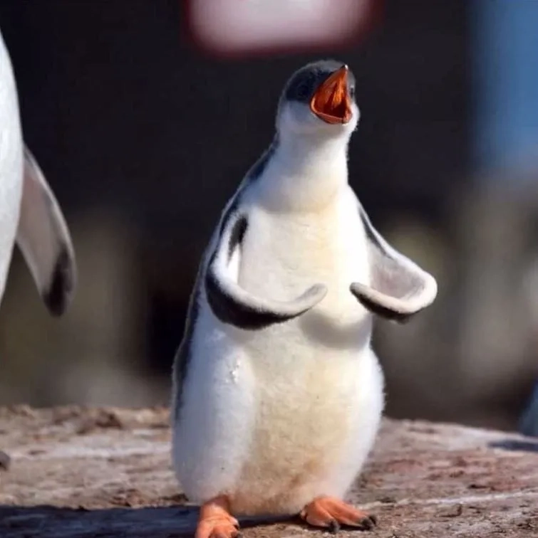 Rico penguin meme cho thấy nét tinh nghịch trong penguin meme