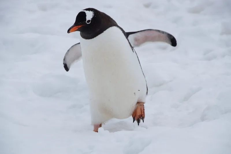 Club penguin meme nhắc lại trò chơi và penguin meme thú vị