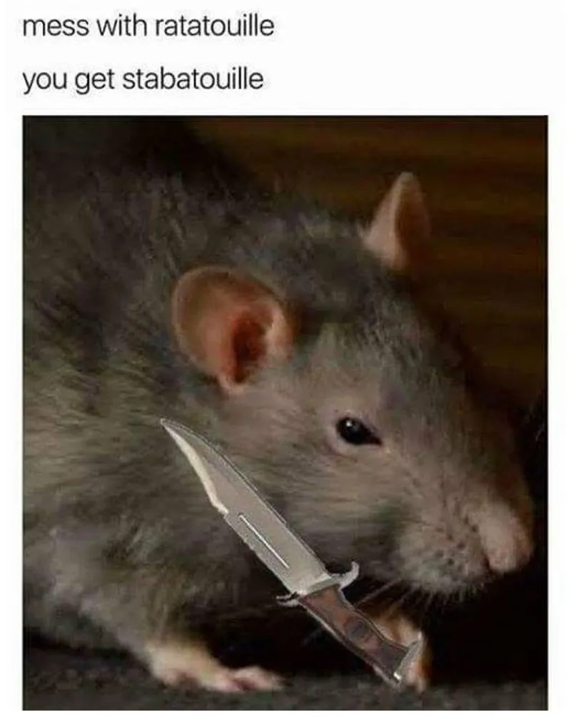 Khám phá funny rat meme hài hước khiến bạn cười không ngừng