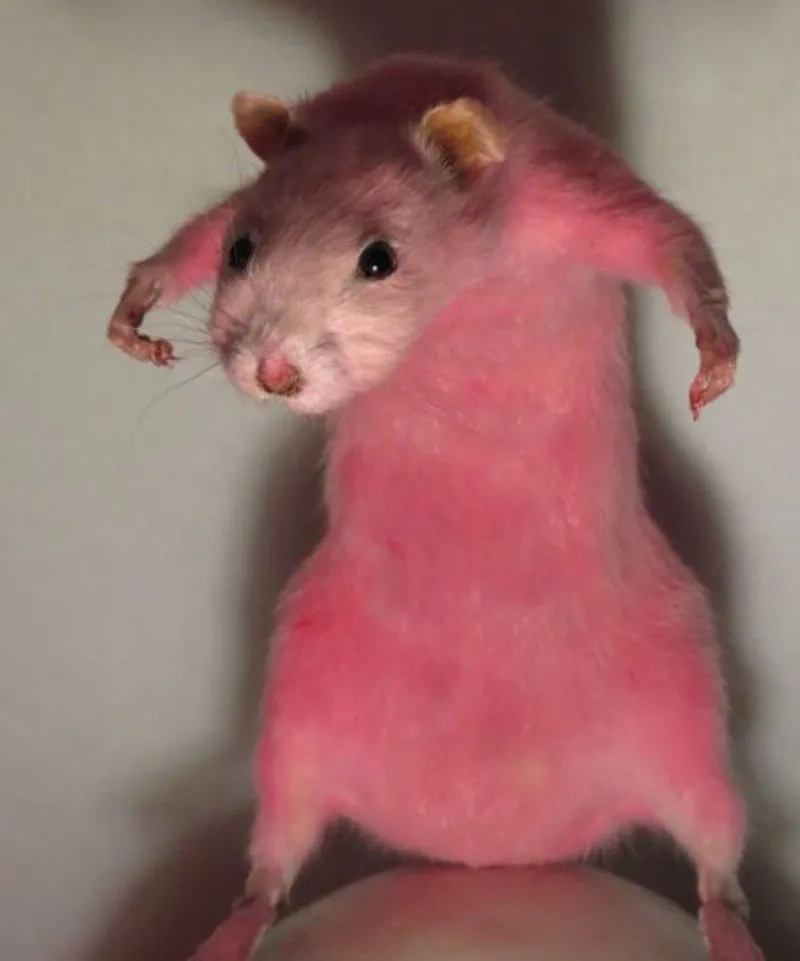Ngạc nhiên với giant rat meme siêu to siêu khổng lồ