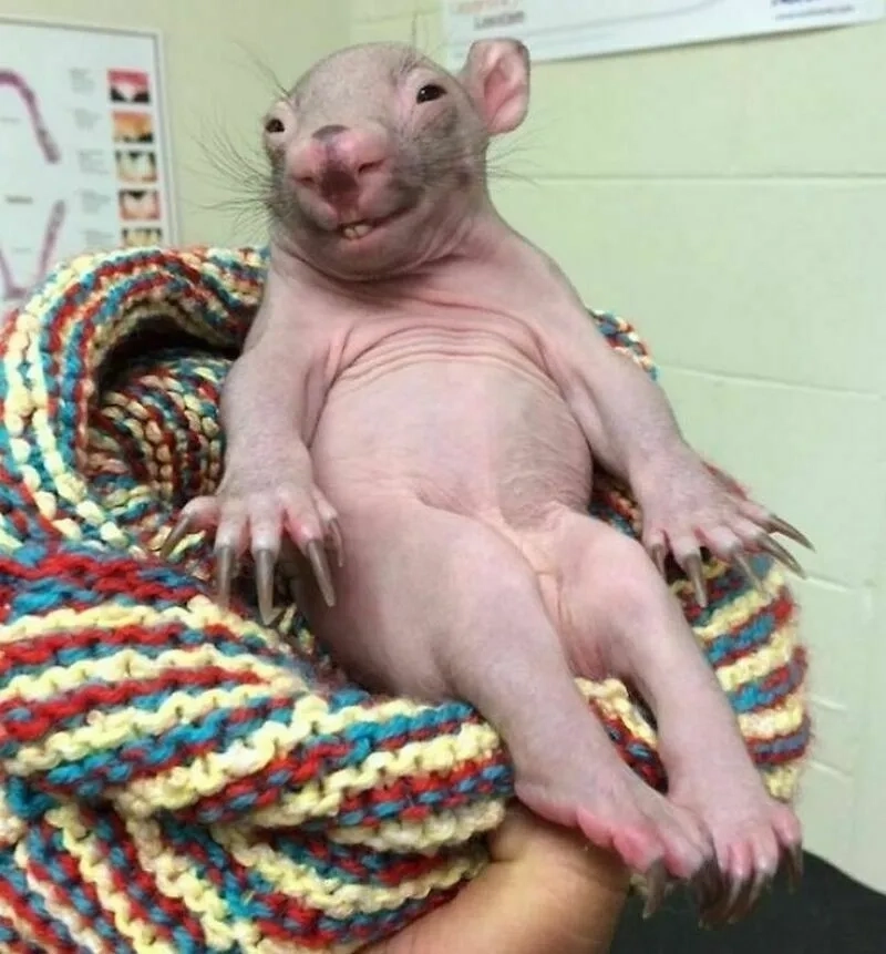 Theo dõi rat in kitchen meme phiêu lưu trong bếp