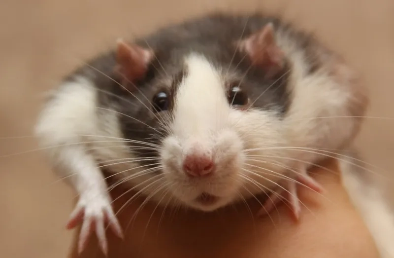 Xem giant rat meme khổng lồ tràn ngập internet
