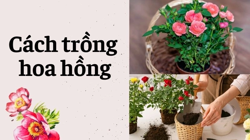 Chọn giống hoa hồng phù hợp cho “newbie”