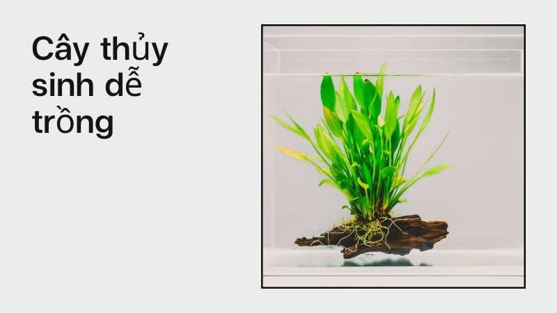 Các loại cây thủy sinh dễ trồng cho người mới