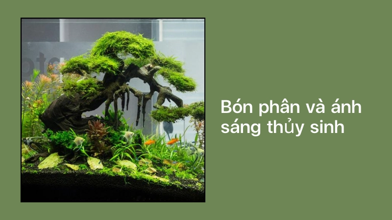 Cách bón phân và duy trì ánh sáng thủy sinh