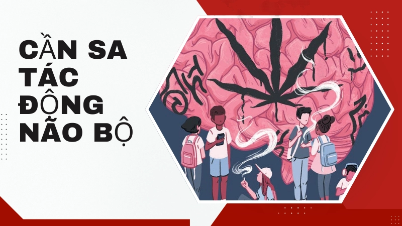 Cần sa ảnh hưởng như thế nào đến não bộ
