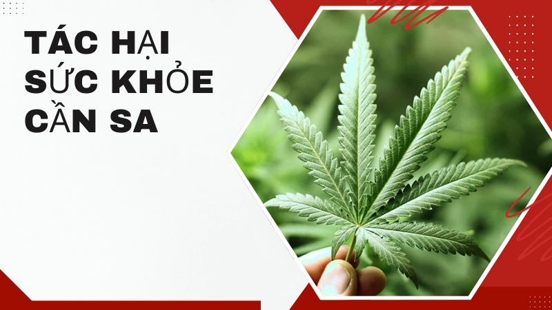Những hệ lụy sức khỏe khi sử dụng cần sa lâu dài