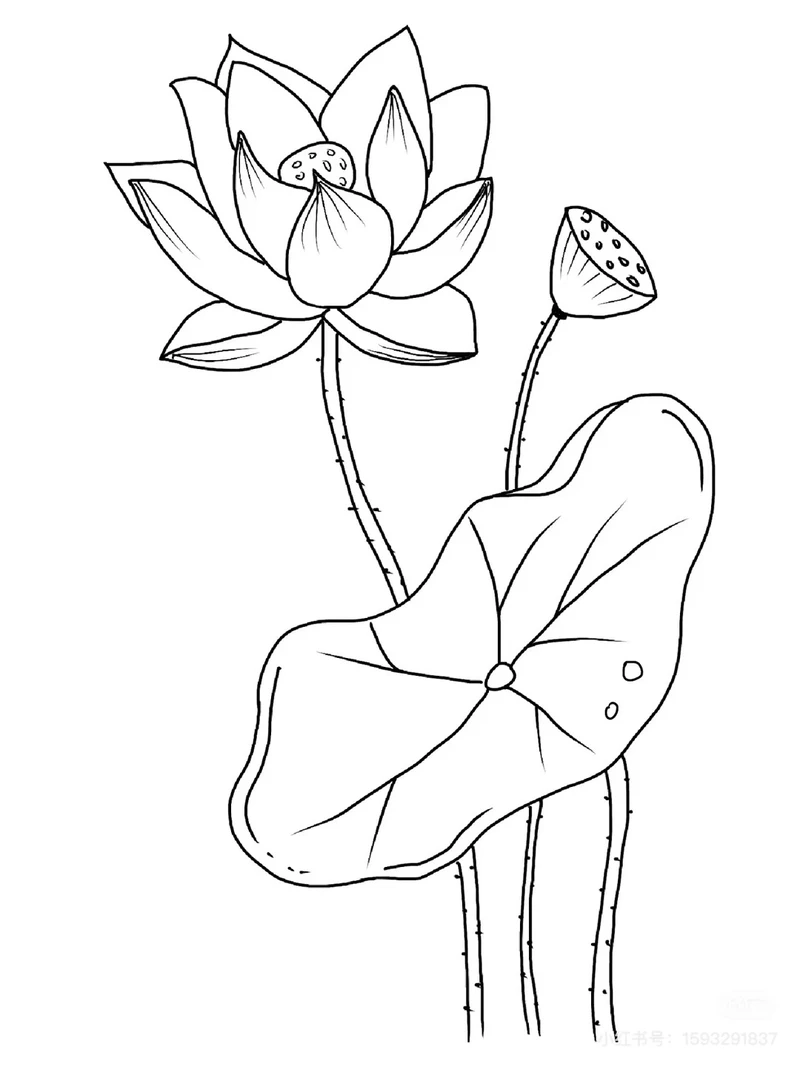 Loạt tranh tô màu hoa sen nét đơn giản cho bé sáng tạo